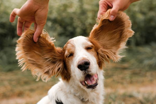 Dog ear infection colloidal silver outlet
